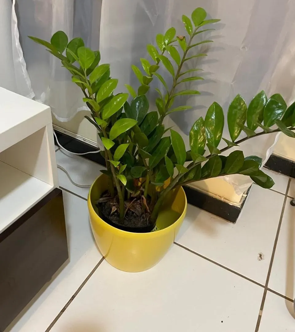 Apartment Ap Confortavel E Funcional Proximo Ao Aeroporto E Embaixadas Brasilia